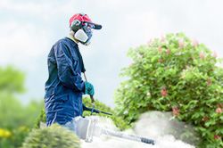 Обработка сада от паразитов - необходимые меры и их регулярность  в Томске